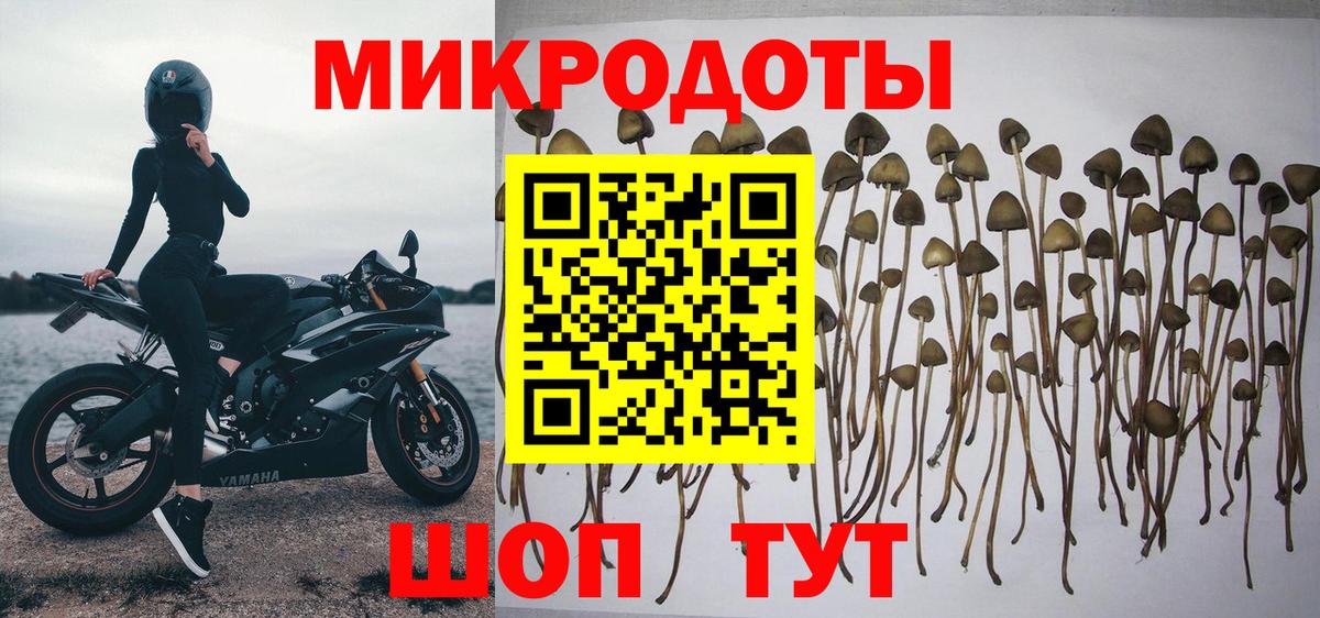 Псилоцибиновые грибы Psilocybine cubensis Мелеуз